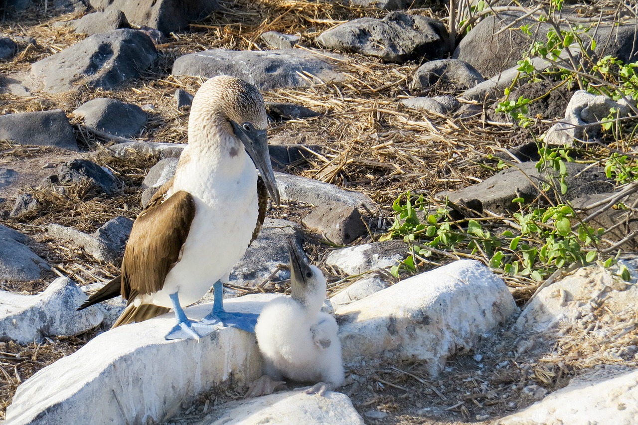 Image - blue footed booby booby bird