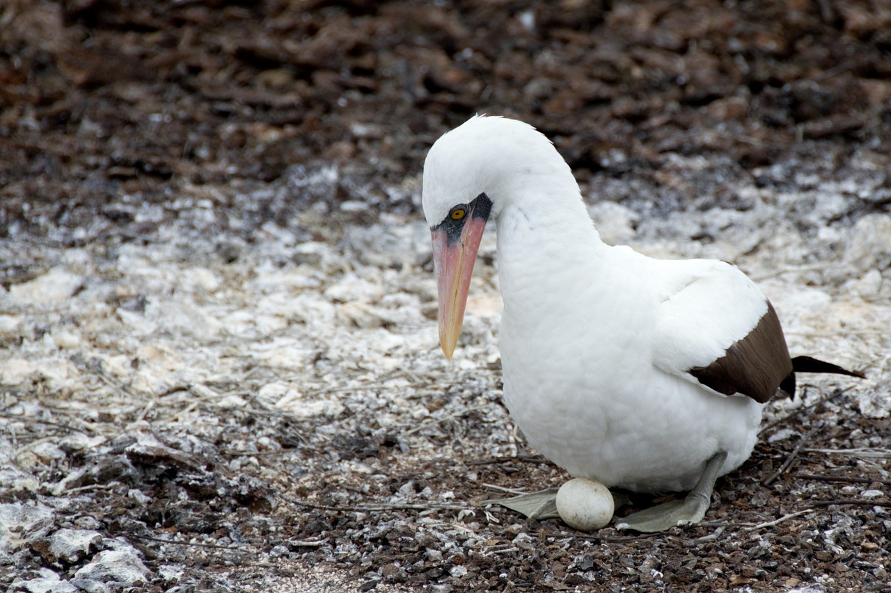 Image - nazca booby booby bird wildlife