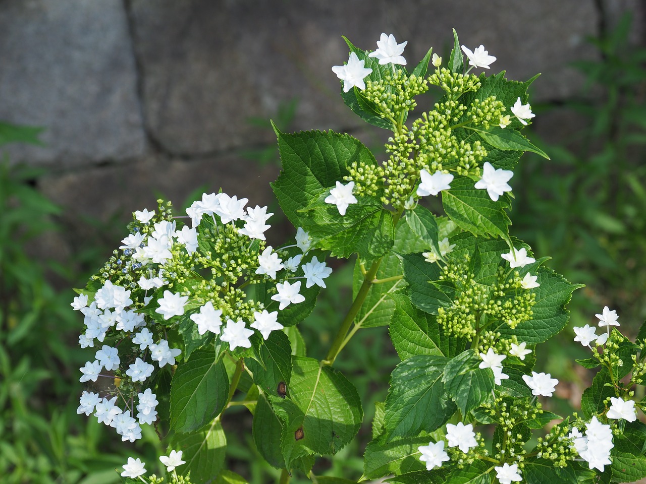 Image - park hydrangea japan