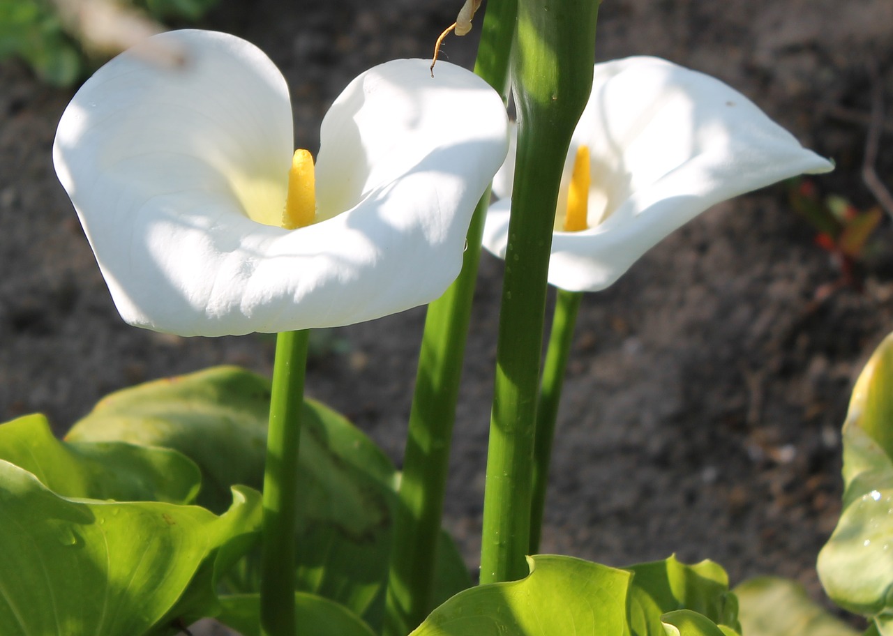 Image - flowers aroma nature white smell
