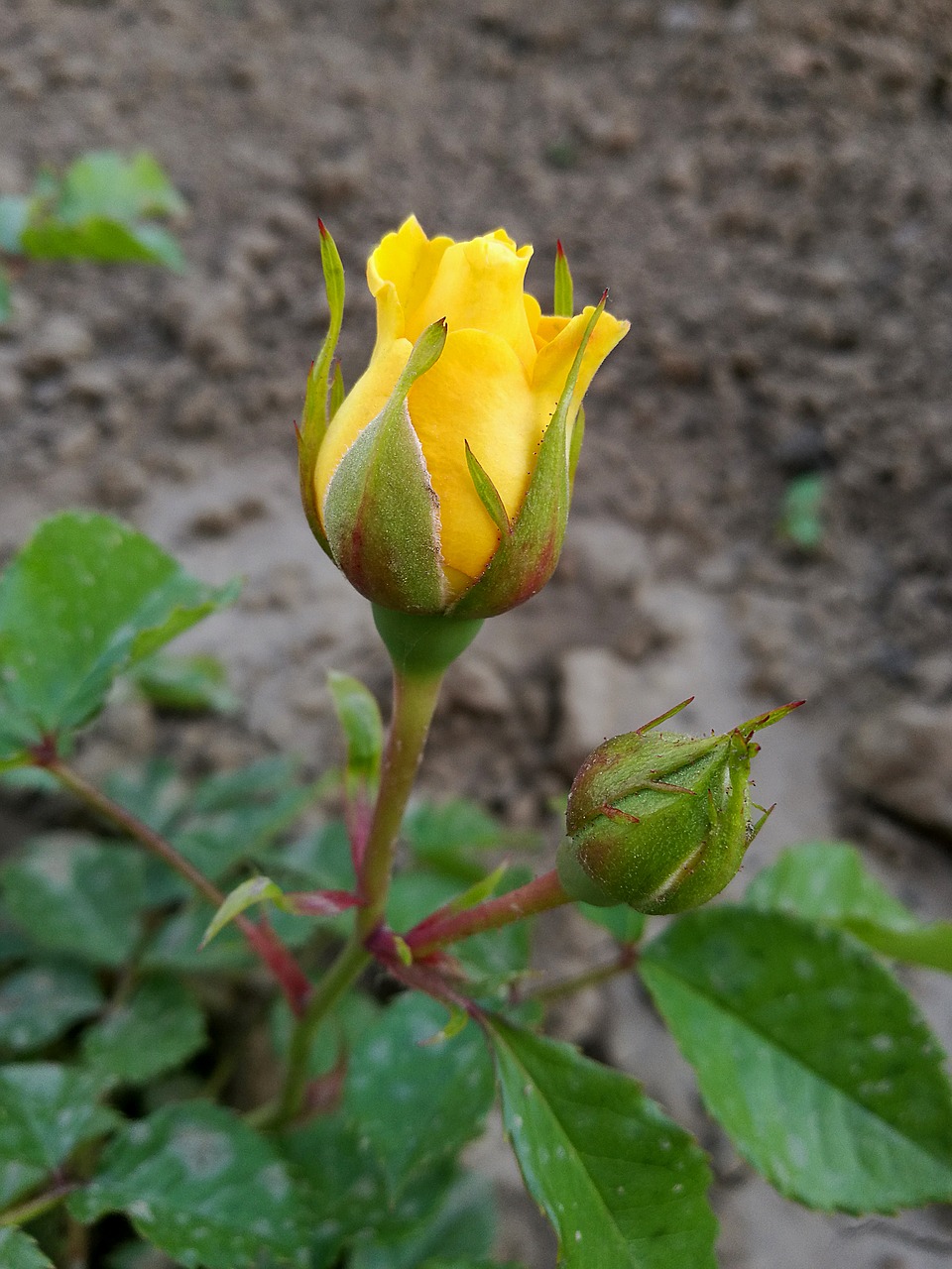 Image - rose summer macro bud garden