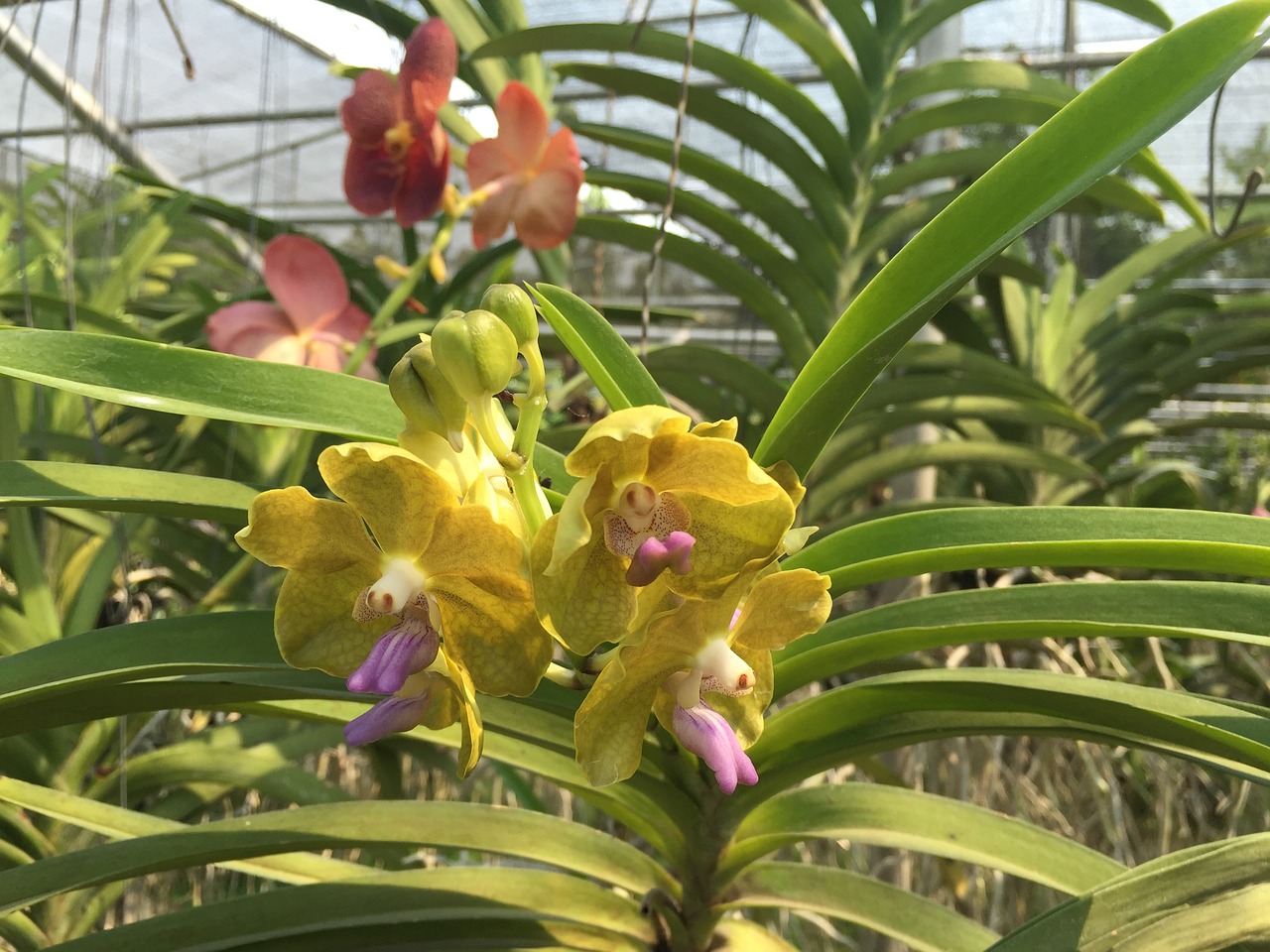 Image - thailand orchid flower blossom