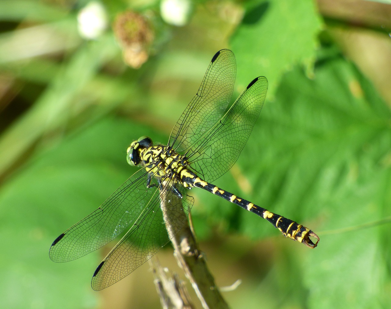 Image - demoiselle dragonfly insect nature