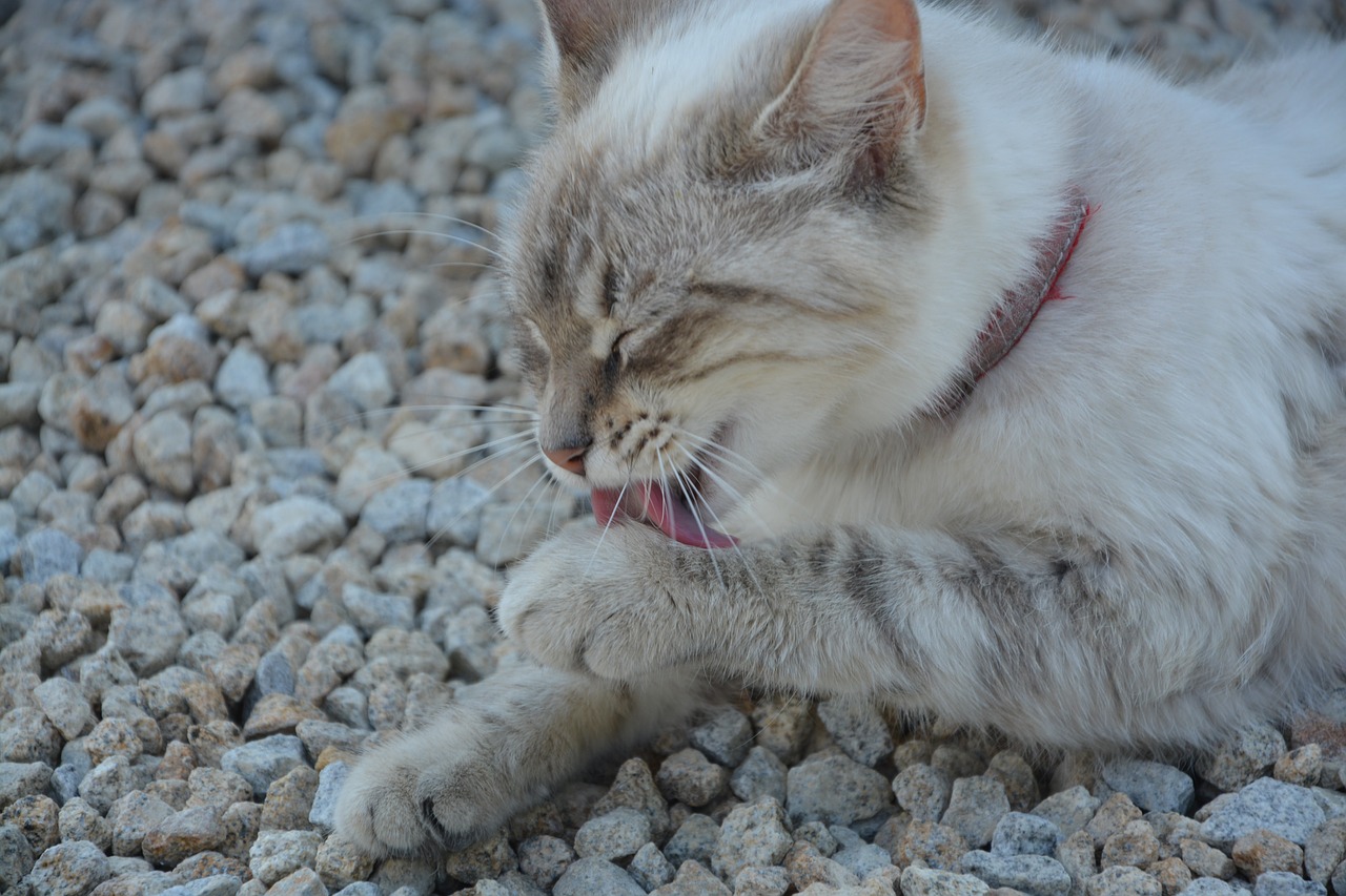 Image - cat toilet chat head feline animal