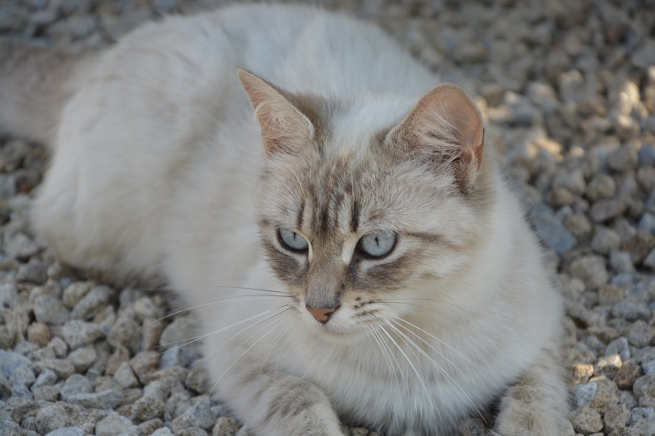 Image - cat blue eyes head feline animal