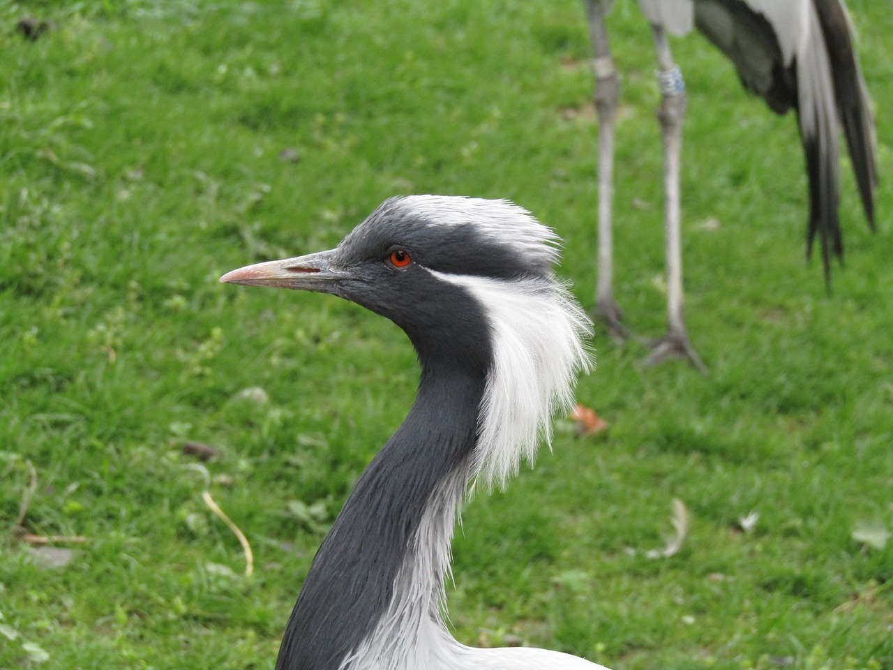 Image - bird head beak portrait eye zoo