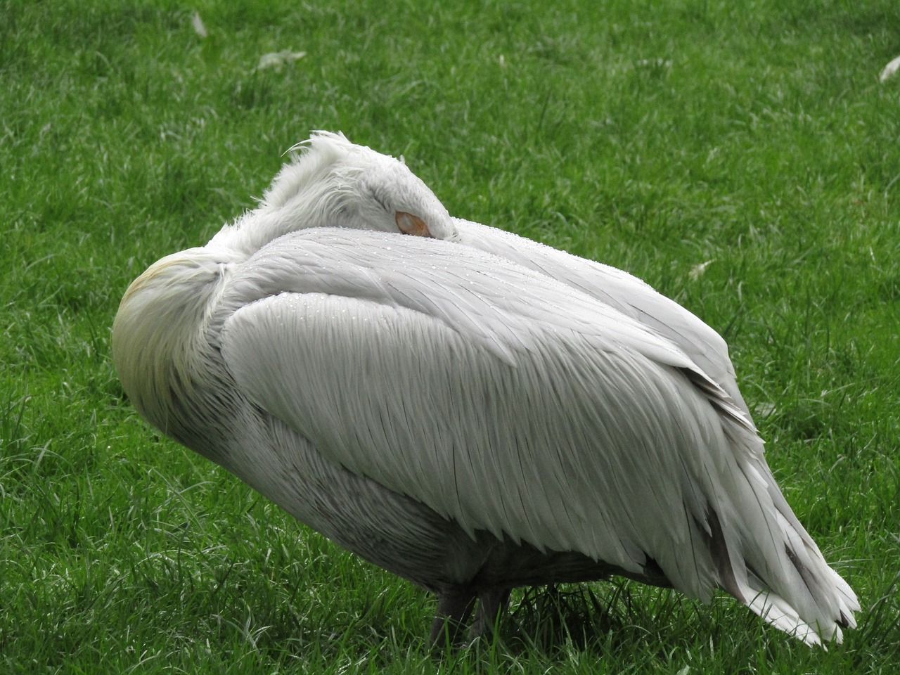 Image - pelican zoo bird feather