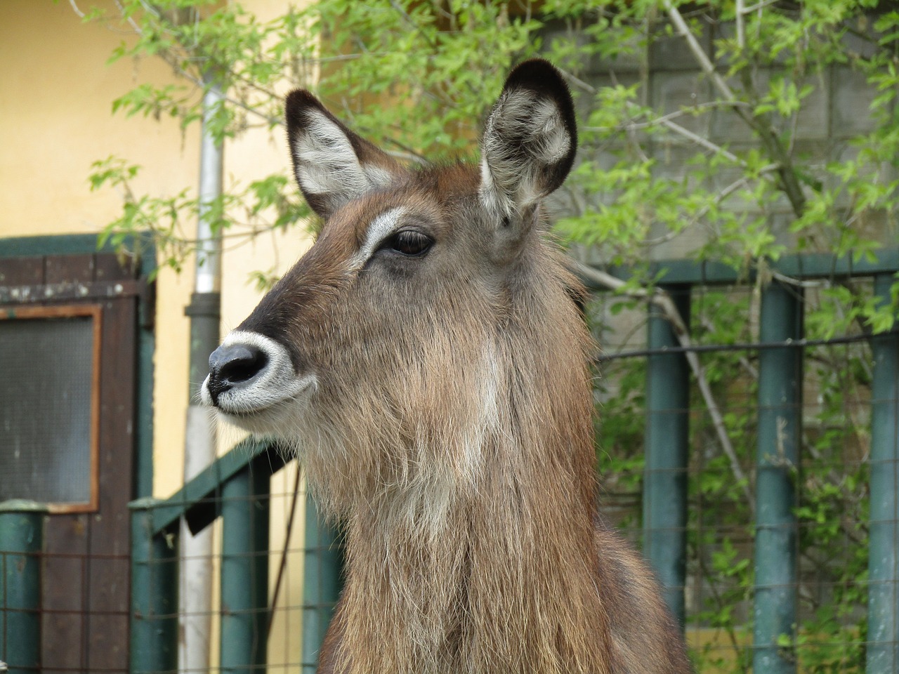 Image - mammal zoo head vondruška