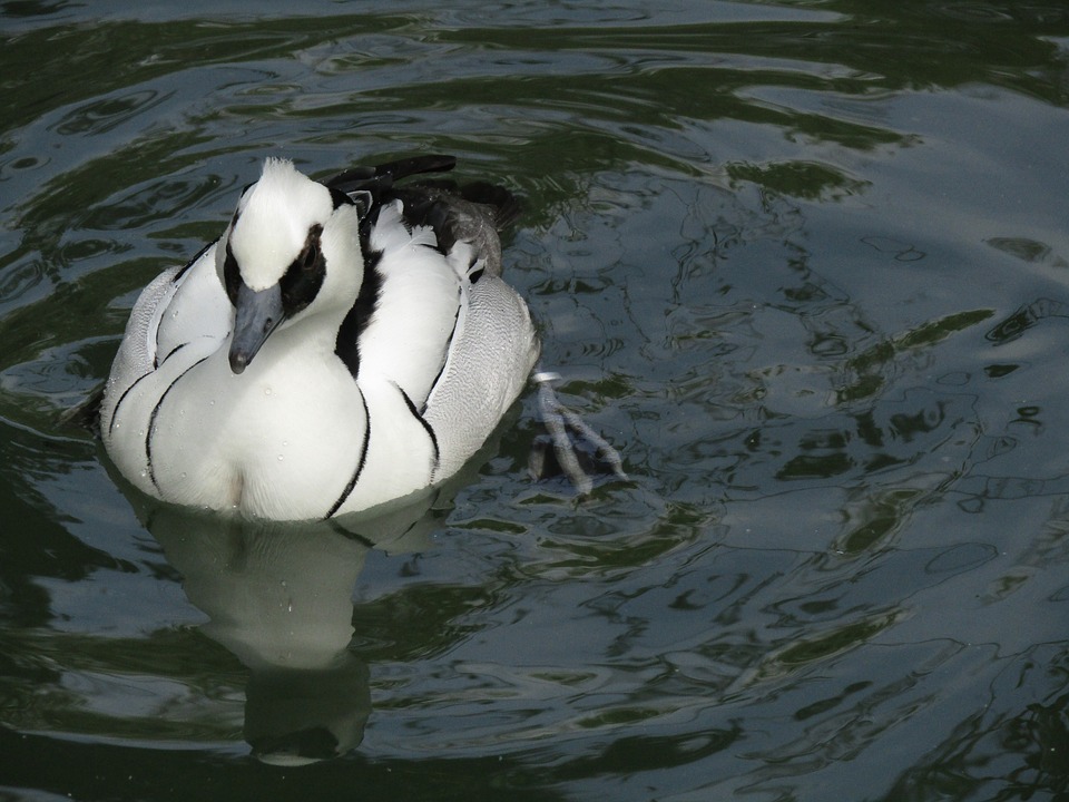 Image - duck bird water bird