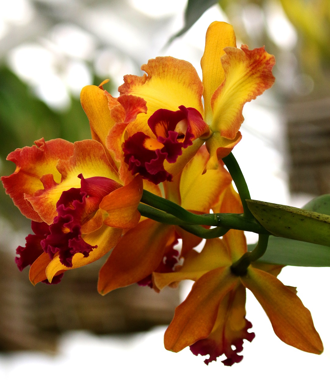 Image - orchid yellow orange red flower