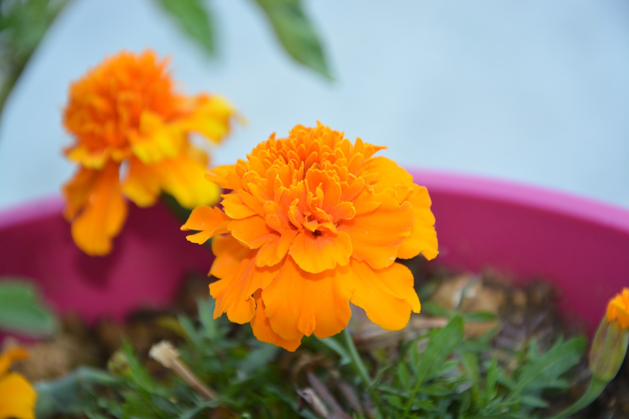 Image - carnation of india flower orange
