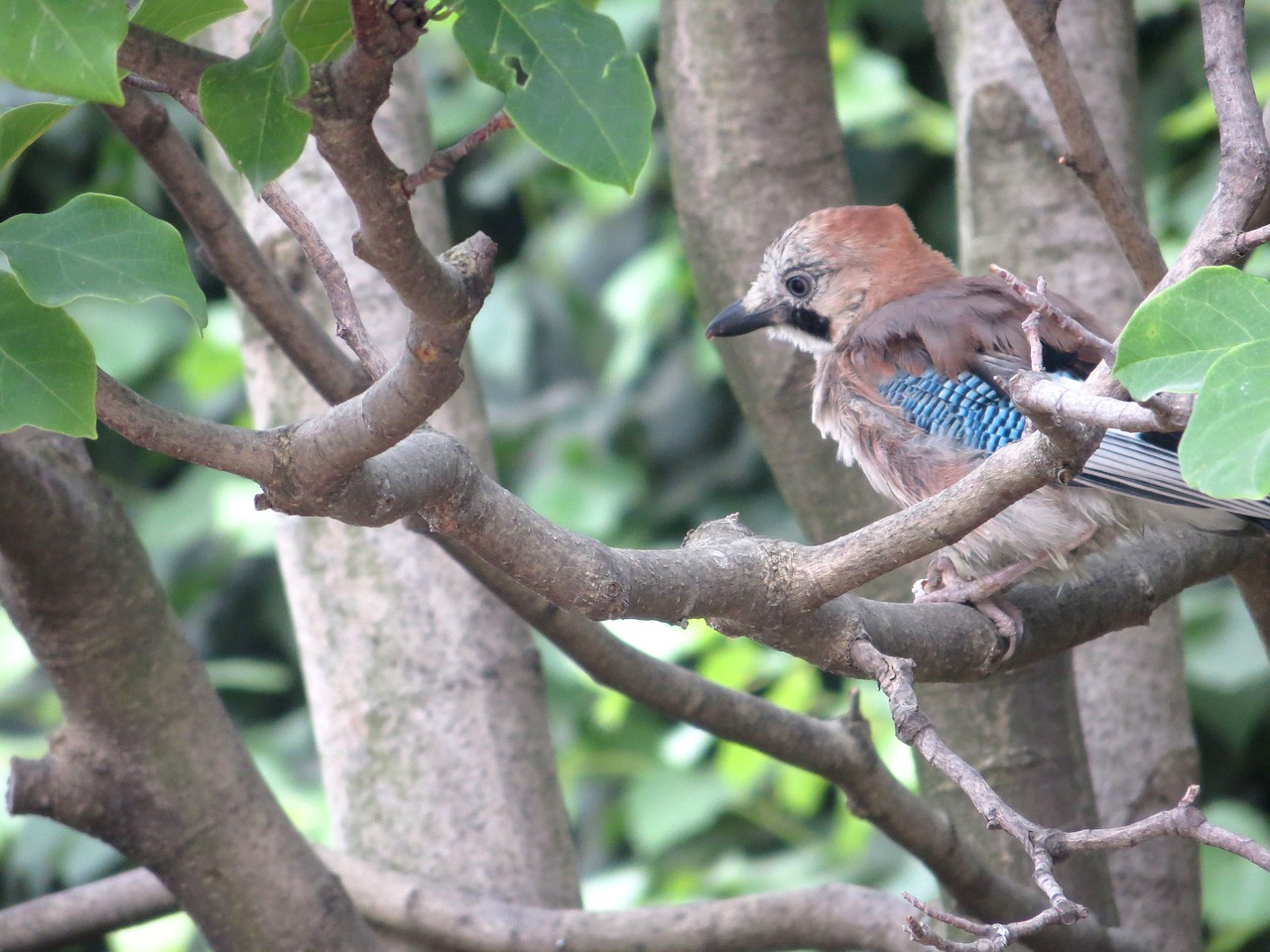 Image - jay oak trees bird petit sparrow