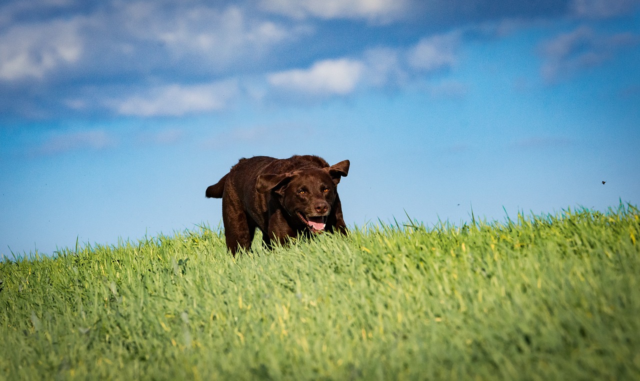 Image - labrador dog movement meadow sky