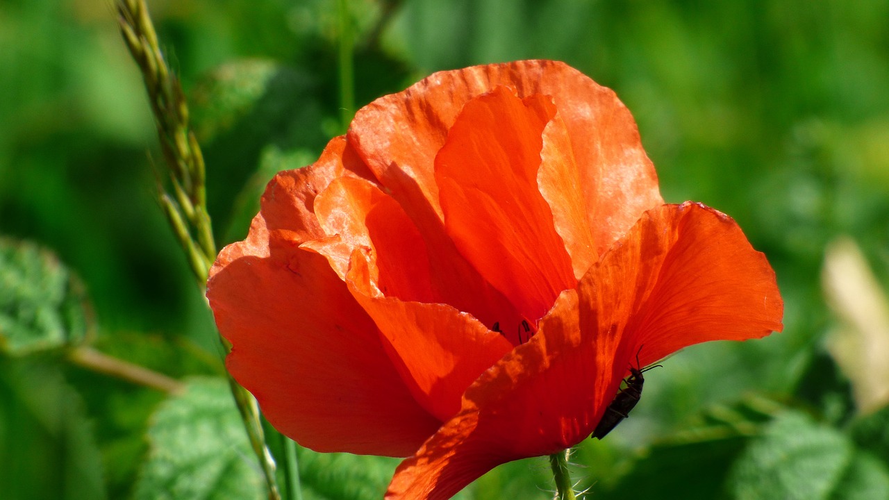 Image - flower wonders poppy