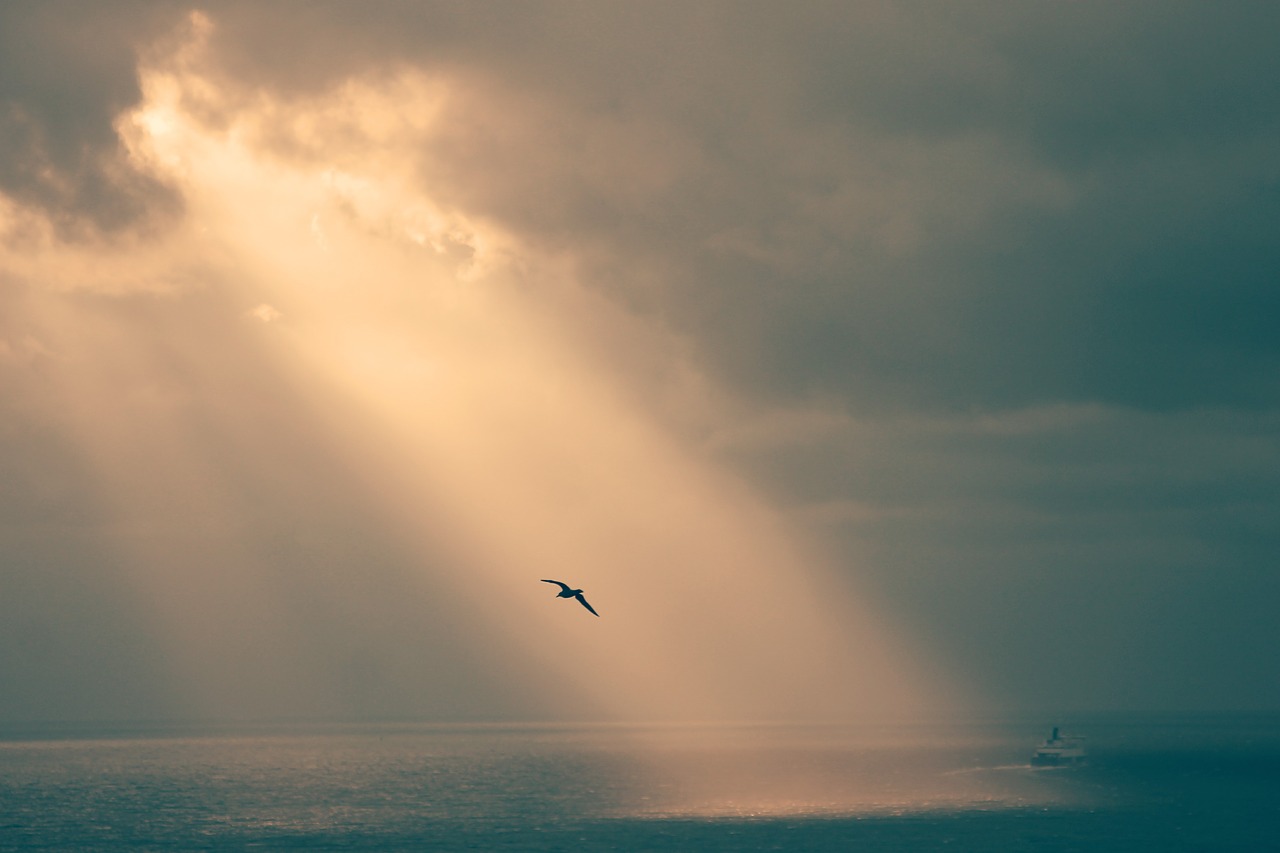 Image - sepia seagull chill relax