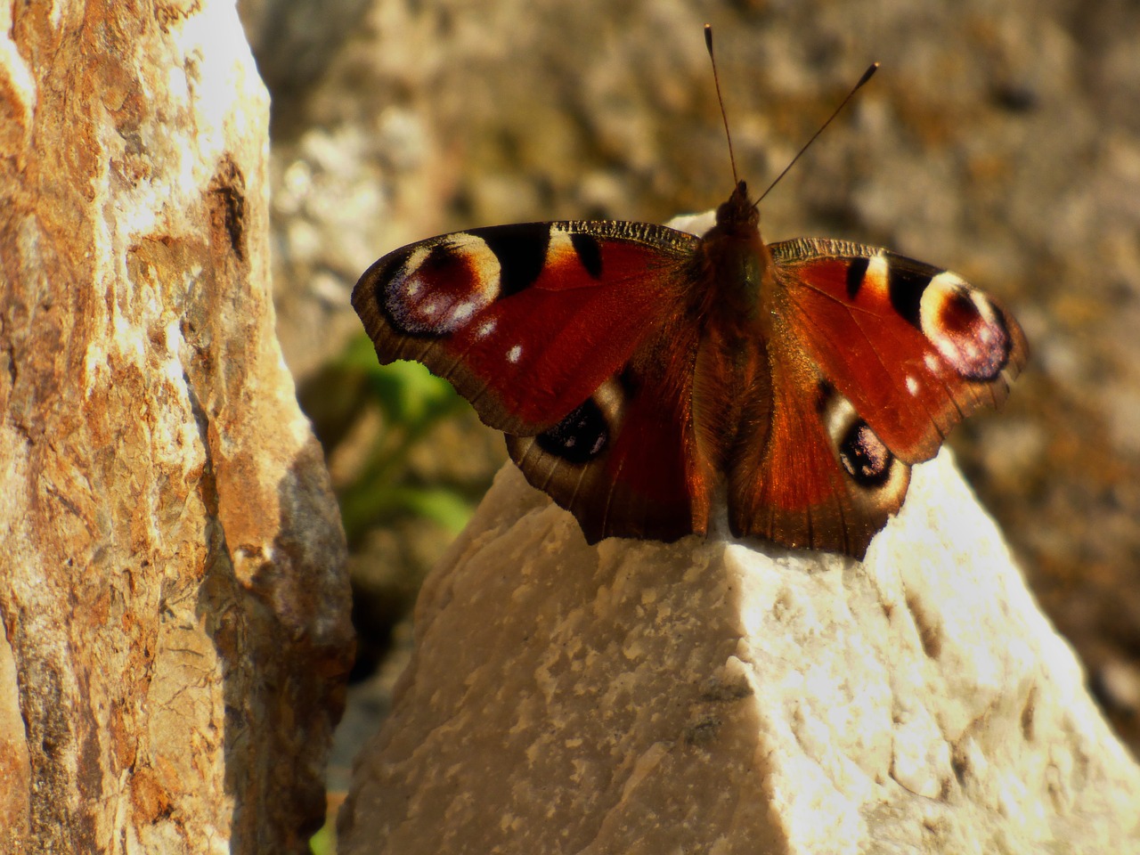 Image - motyl on rock