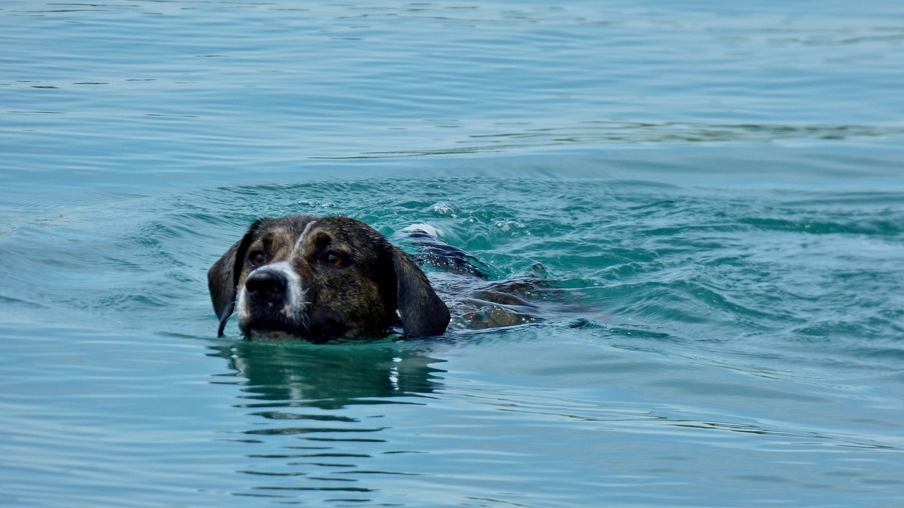 Image - dog floats water