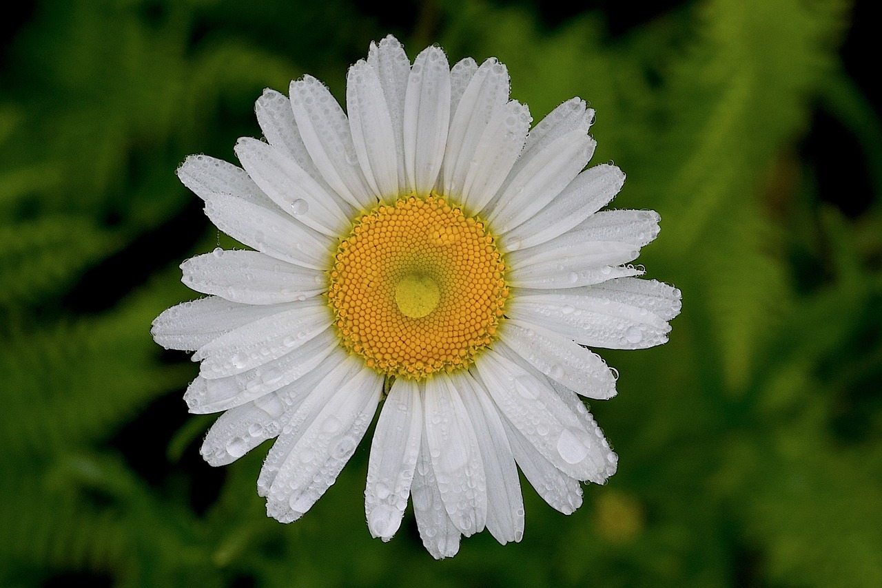 Image - daisy white yellow nature flower