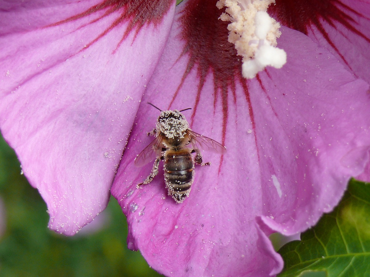 Image - flower mallow bee