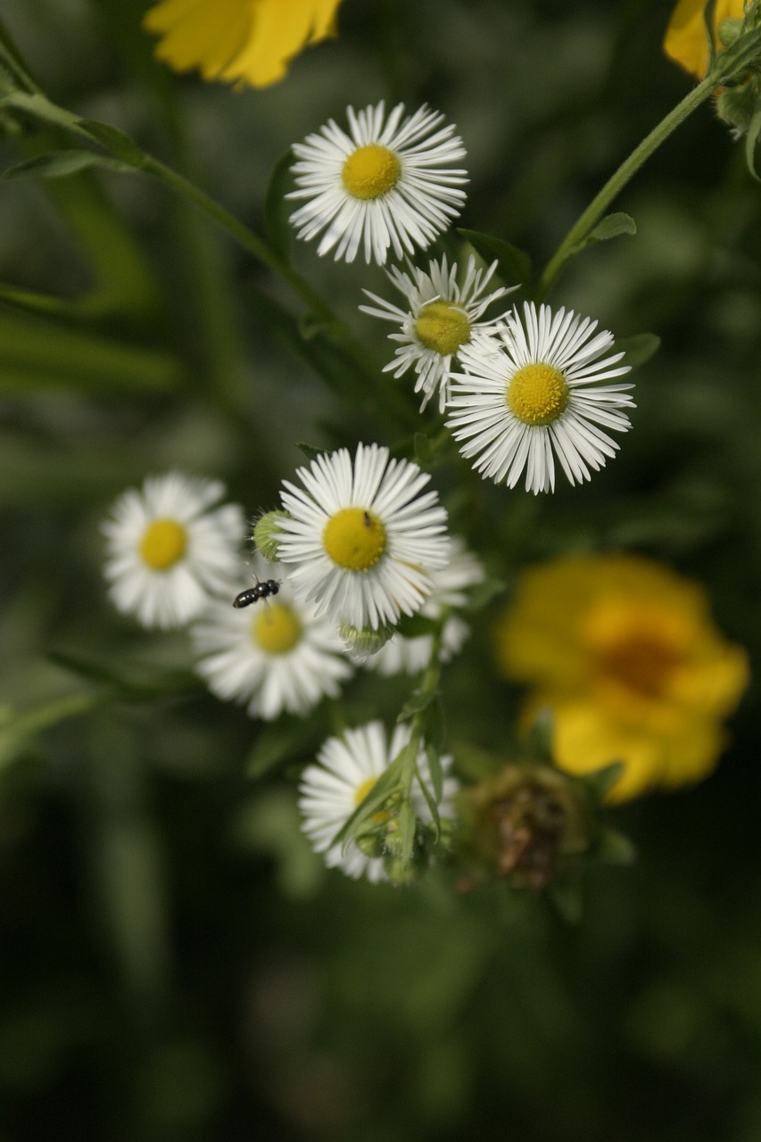 Image - minutes flower flowers white flowers