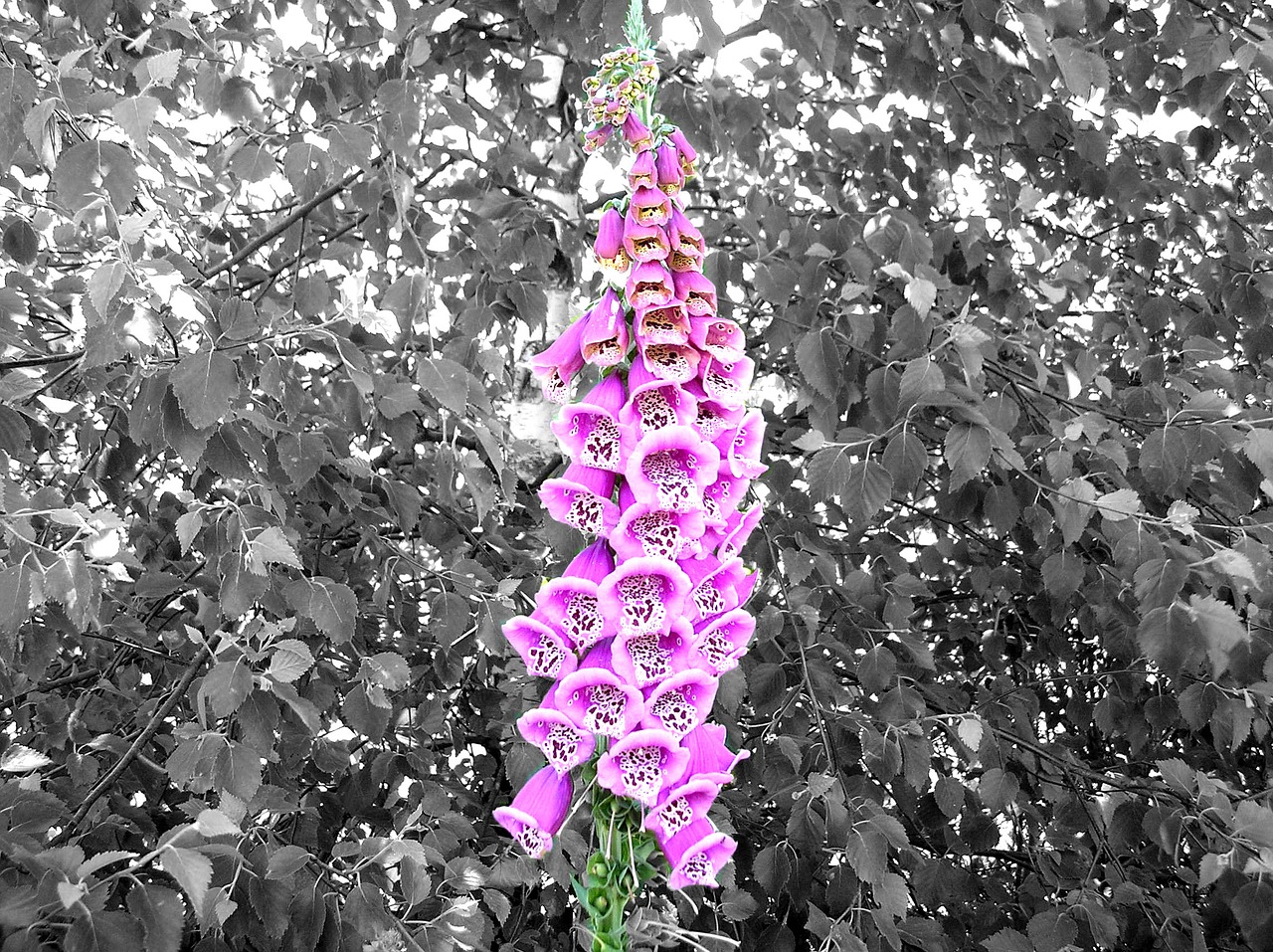 Image - thimble pink digitalis purpurea