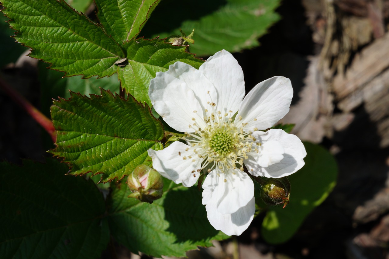 Image - blackberry white fruit sweet