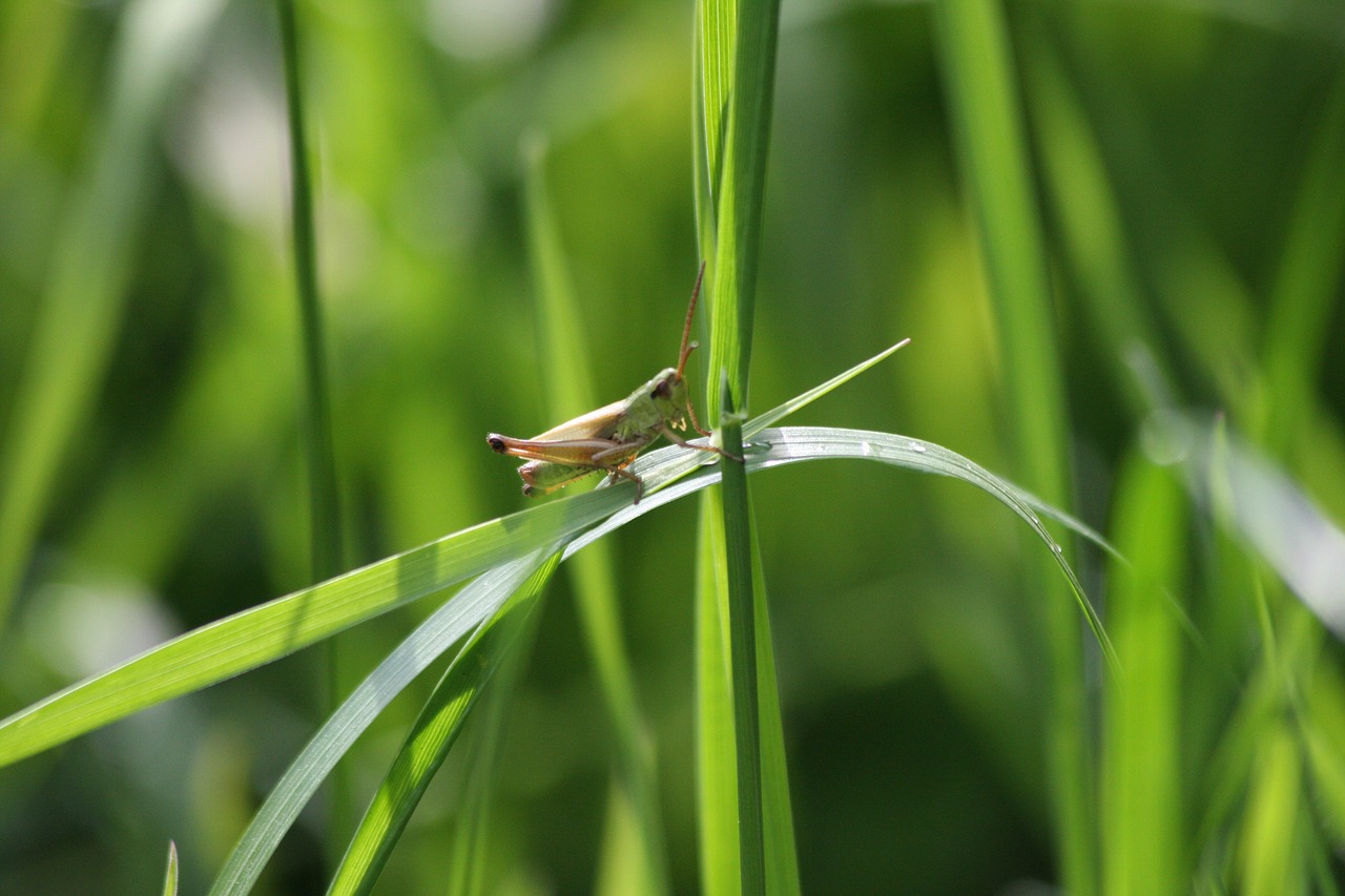 Image - grasshopper viridissima grass