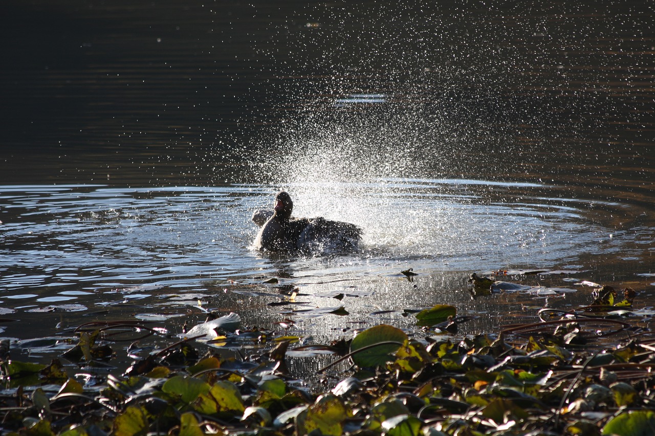 Image - duck pond water mountain park