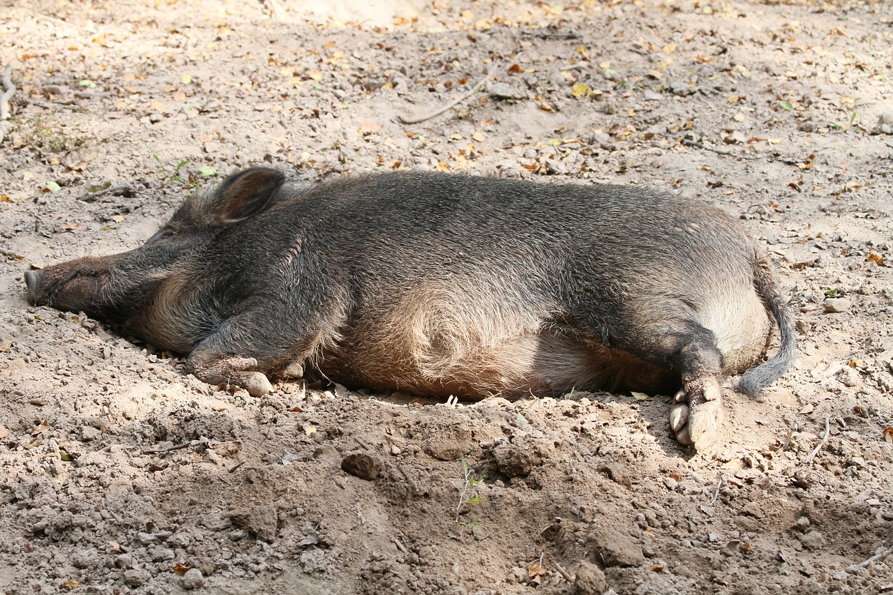 Image - boar wild boar warburg