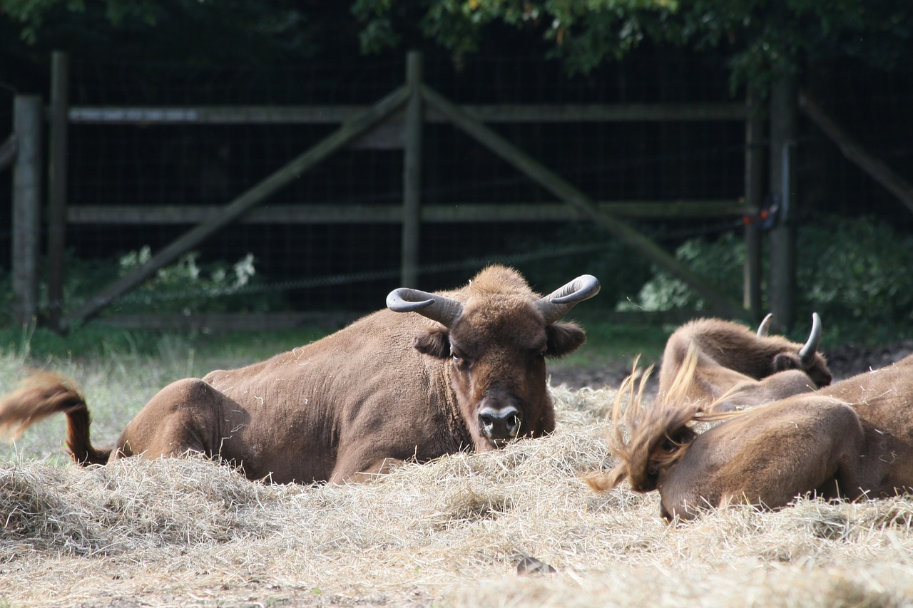 Image - wisent warburg