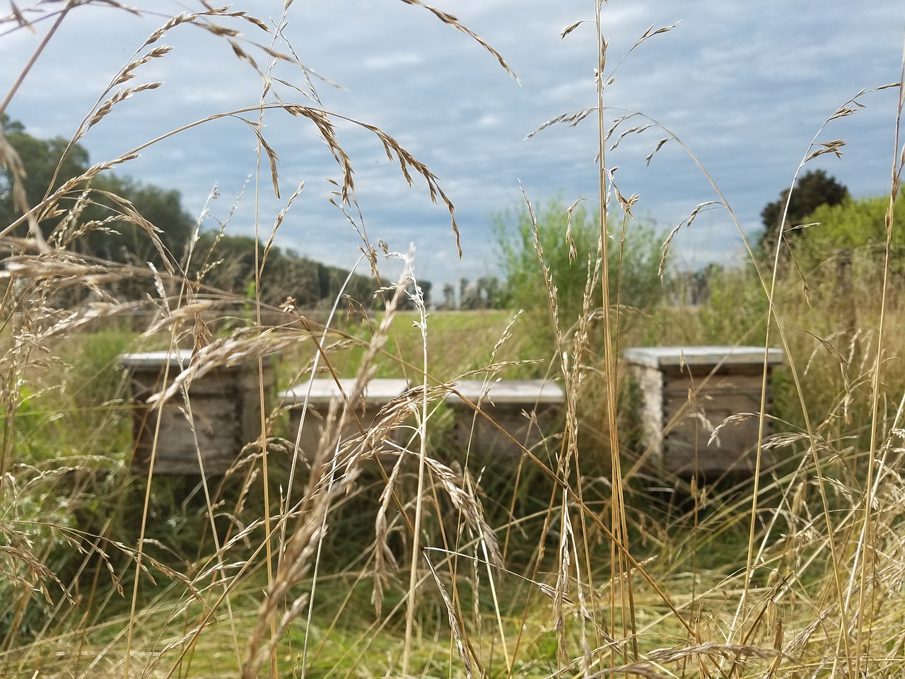 Image - beekeeping bees field