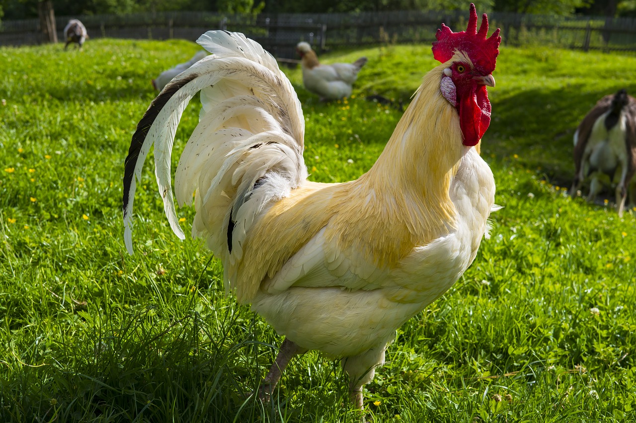 Image - hahn gockel poultry farm bird