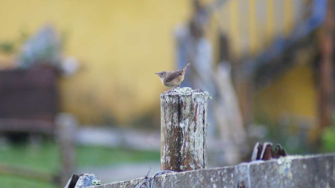 Image - nature the field animals birds