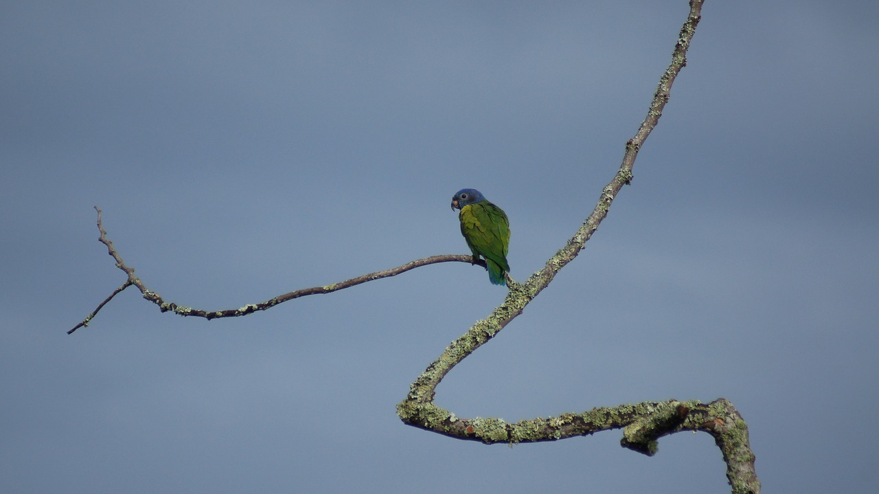 Image - nature the field animals birds