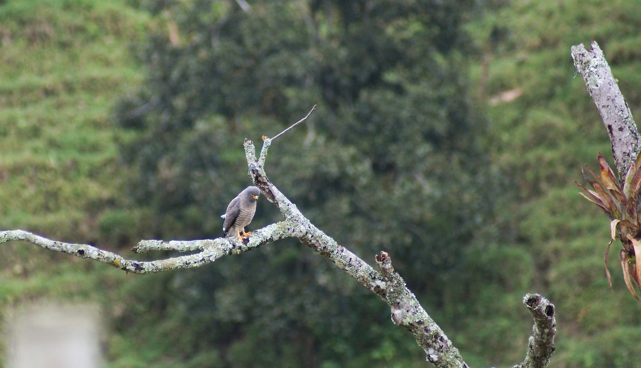 Image - nature the field animals birds