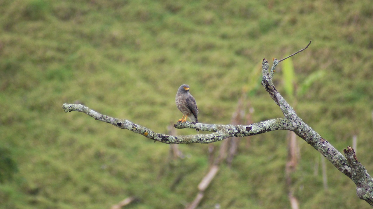 Image - nature the field animals birds