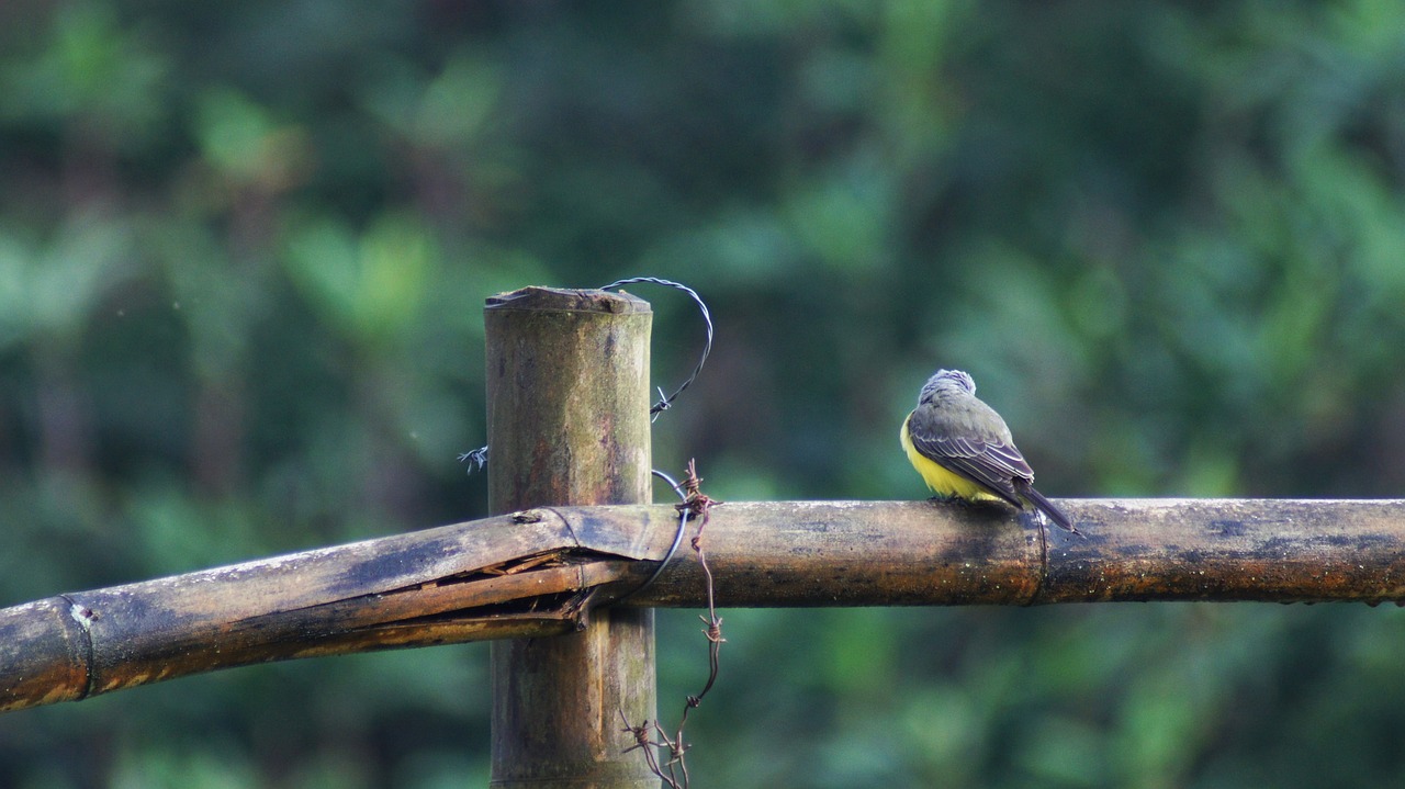 Image - nature the field animals birds