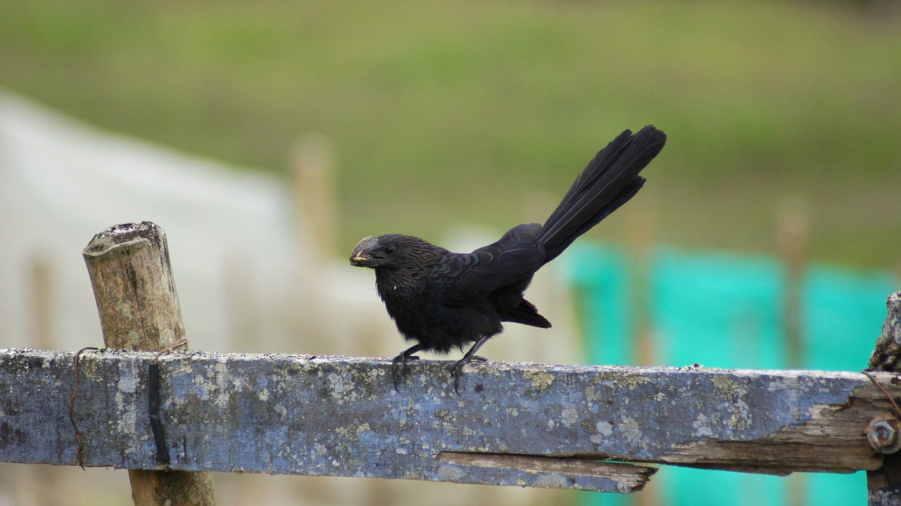 Image - nature the field animals birds