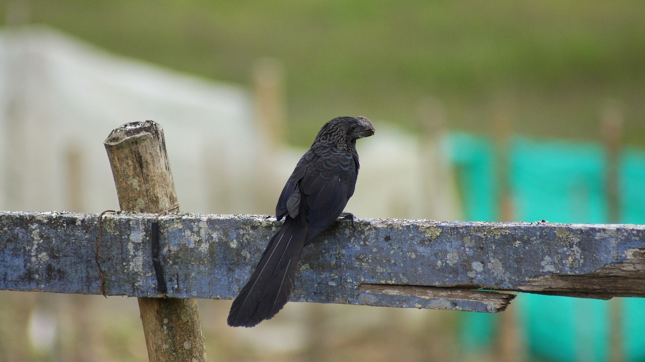 Image - nature the field animals birds