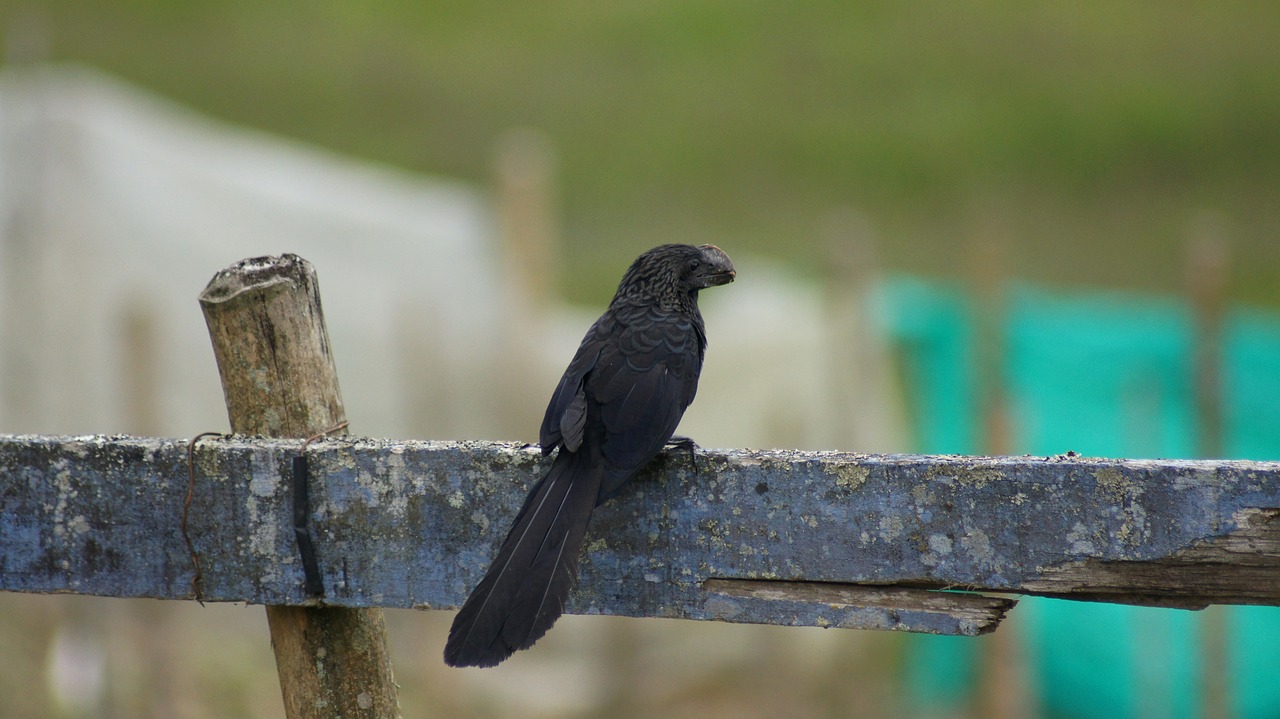 Image - nature the field animals birds