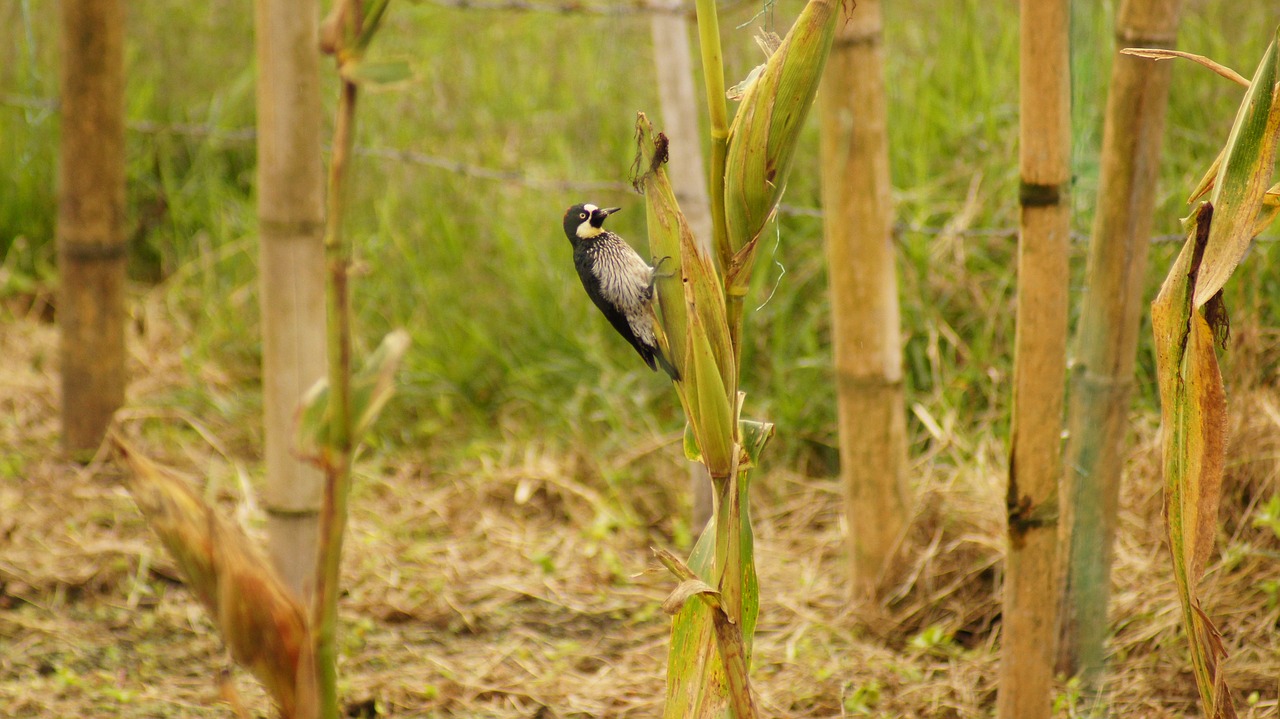 Image - nature the field animals birds