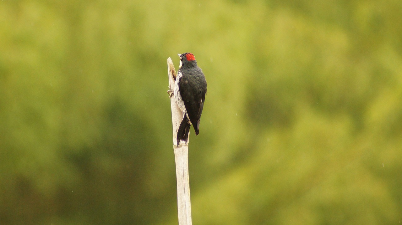 Image - nature the field animals birds