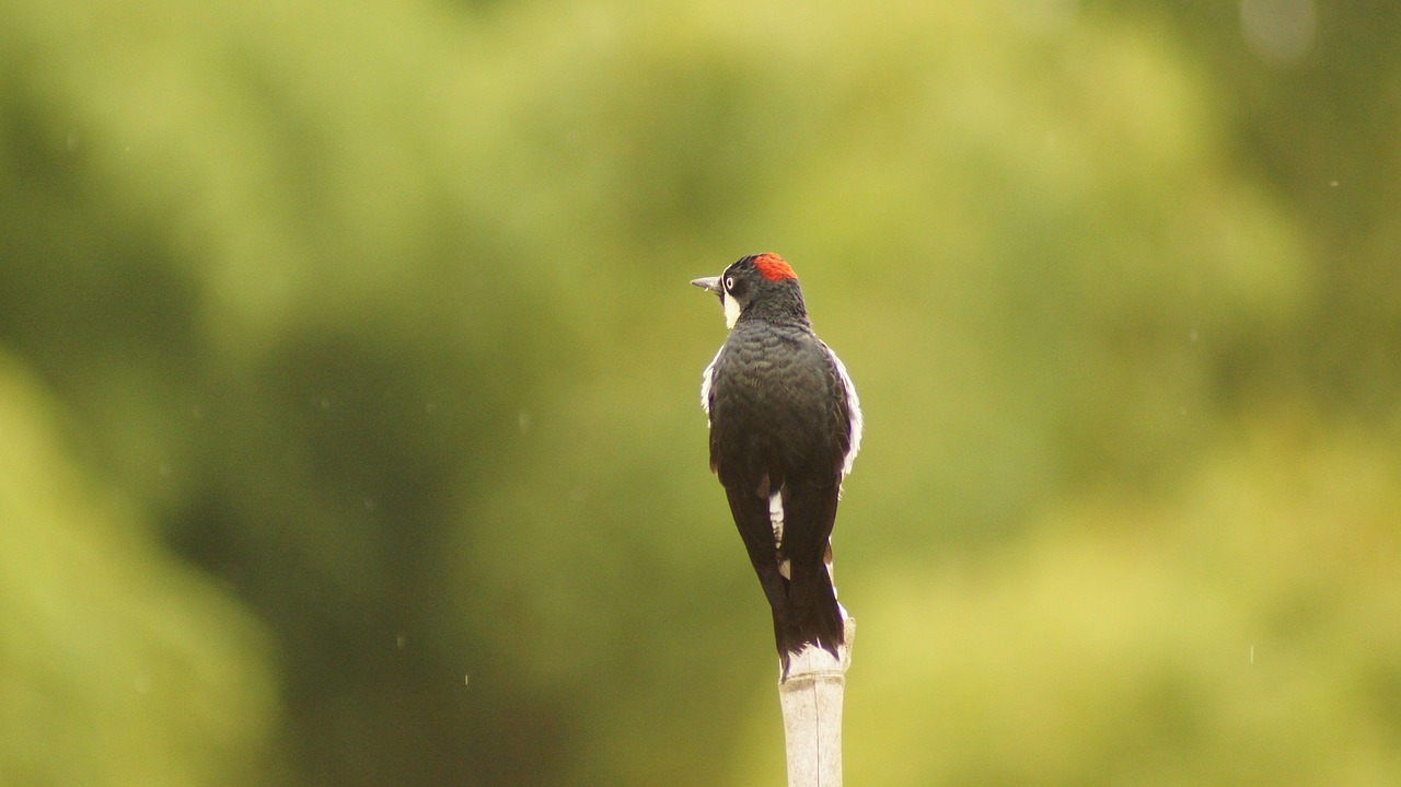 Image - nature the field animals birds