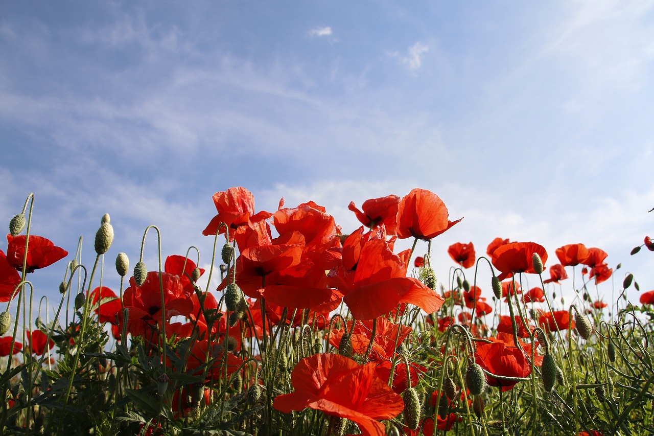 Image - poppy cornflower red poppy