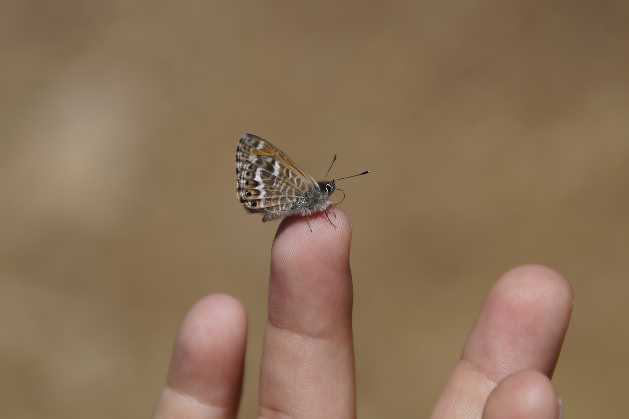 Image - tiny butterfly trustful courageous