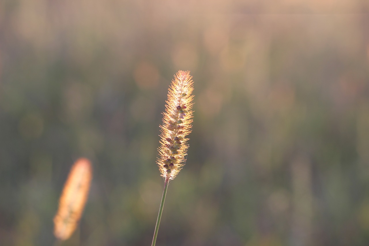 Image - grass plant evening sunset outdoor