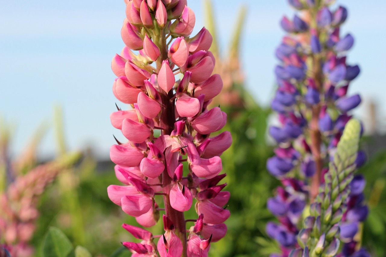 Image - lupinus plant pink violet blossom
