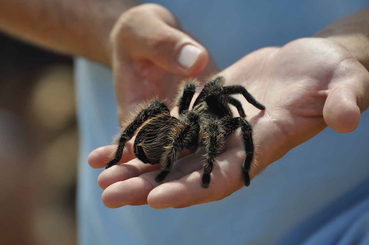 Image - spider brave summer zoo outdoor