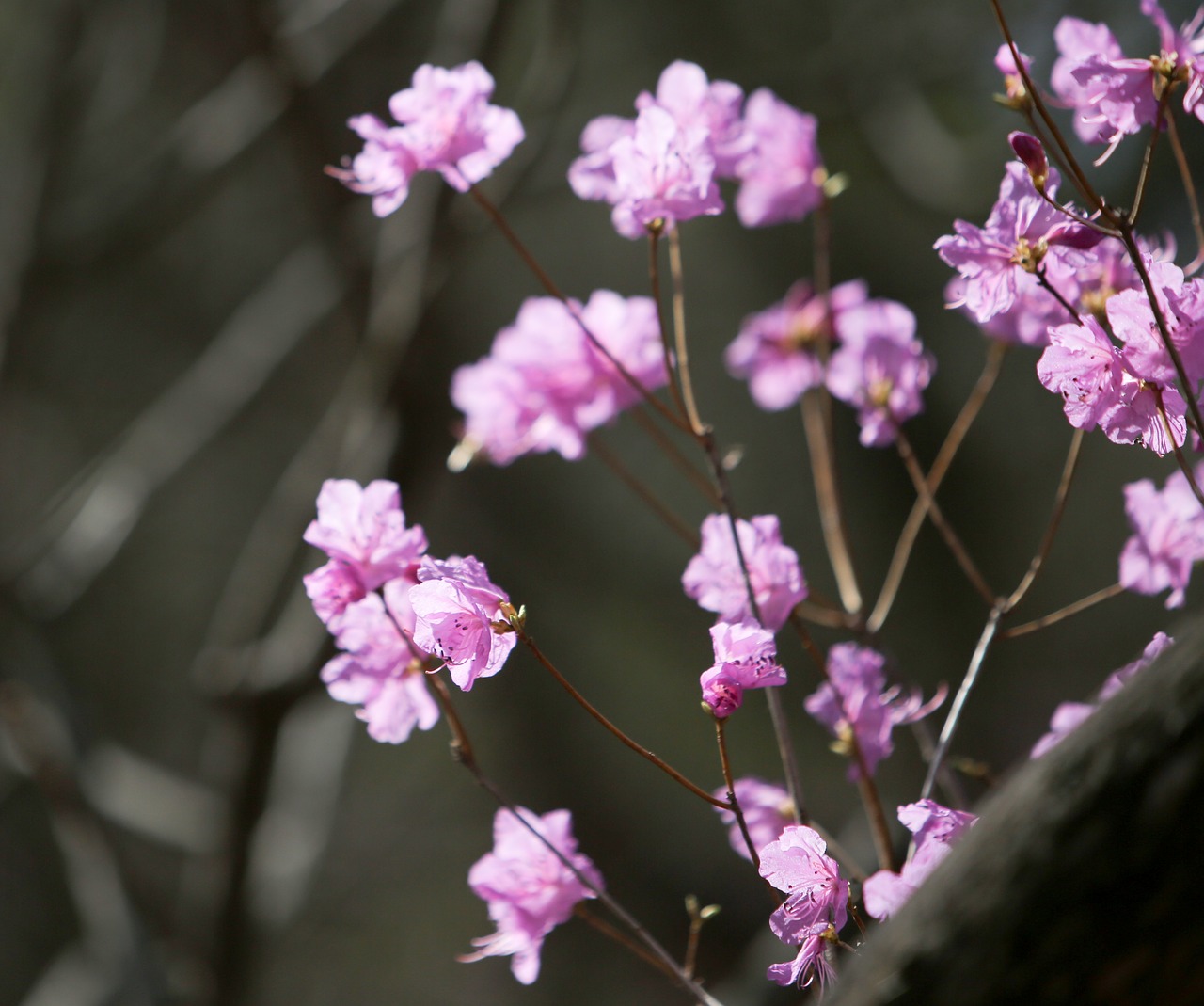 Image - azalea flowers mountain flowers