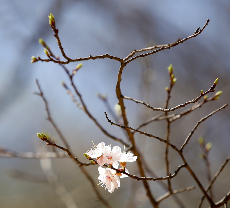 Image - cherry flowers white flowers nature